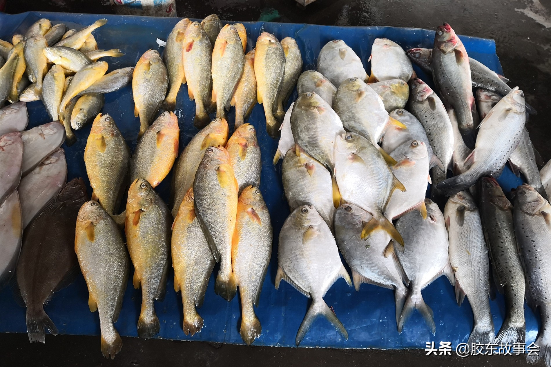 回忆：上世纪八十年代中期，烟台的海产品都是什么价格？