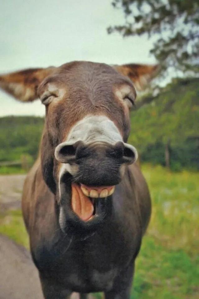 韩国人眼中的傲慢与偏见,韩国人骨子里的霸凌