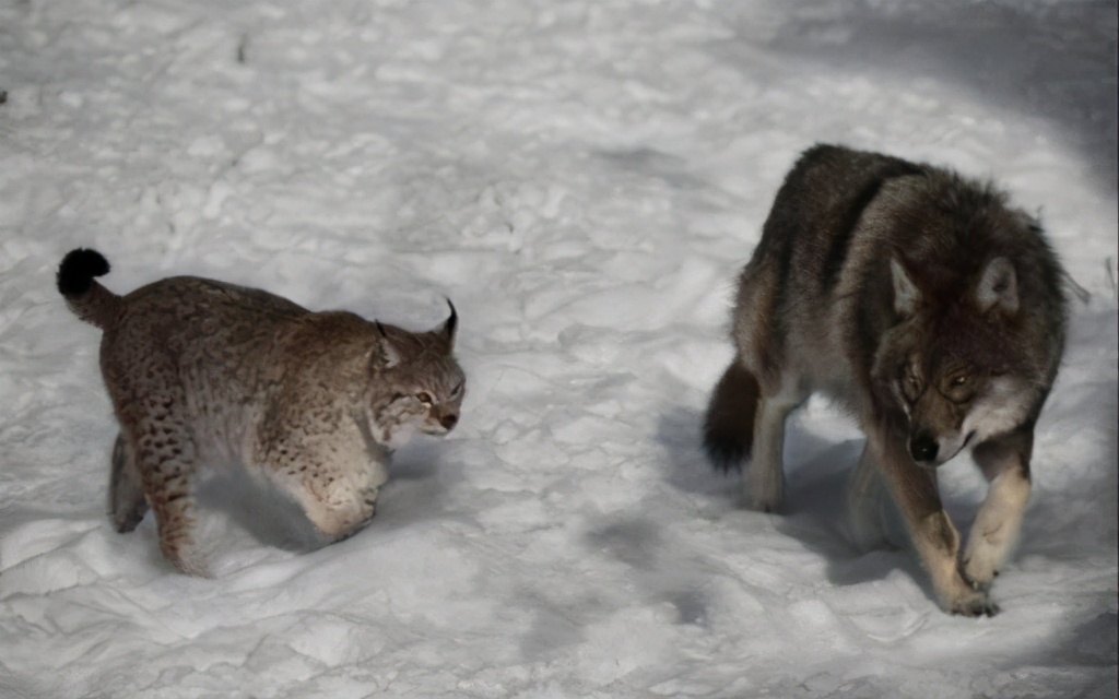狼见到鬣狗会怎么样,狼见了都害怕的狗
