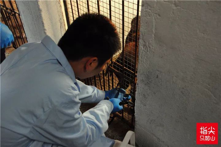 马鞍山流浪狗救助中心在哪里,曝光流浪狗救助真相