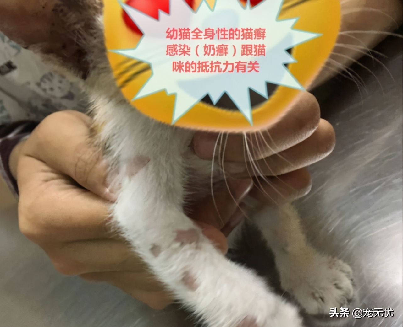 猫咪感染猫癣？不要急，这篇文章全部给你解决