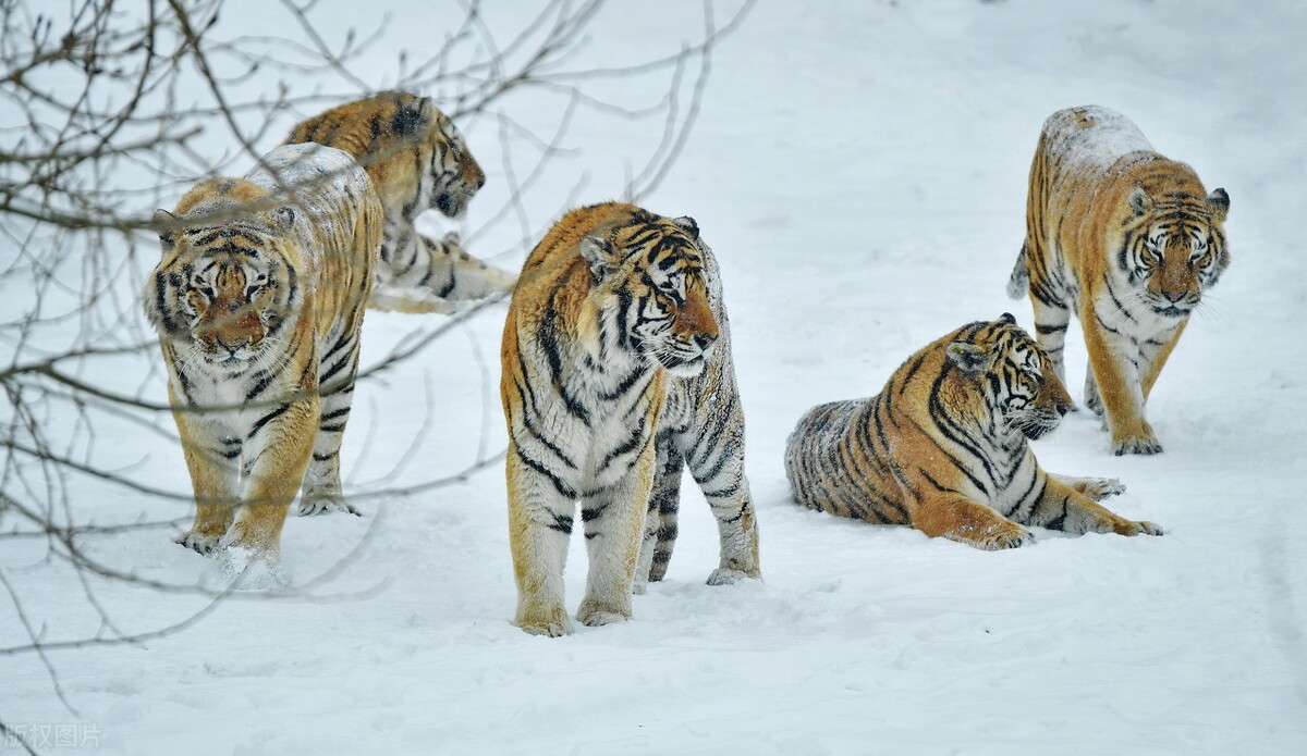 珲春再现众山皆有虎盛况,珲春变东北虎保护区