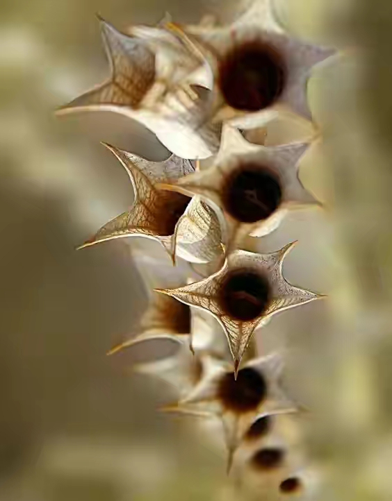 世界十大珍贵的植物图片,世界上罕见的名贵植物图片