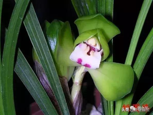 兰花知识大全100种,兰花鉴赏术语100条