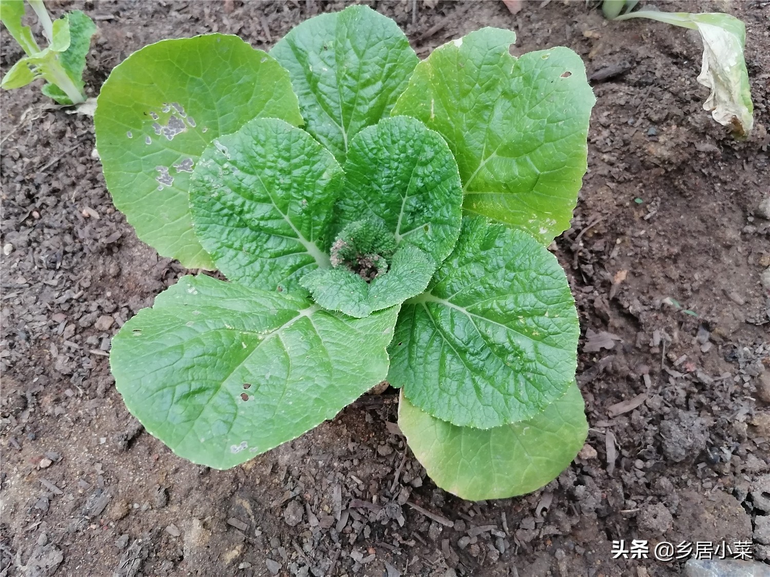 移栽的娃娃菜蔫了,菜苗移栽发黄是怎么回事