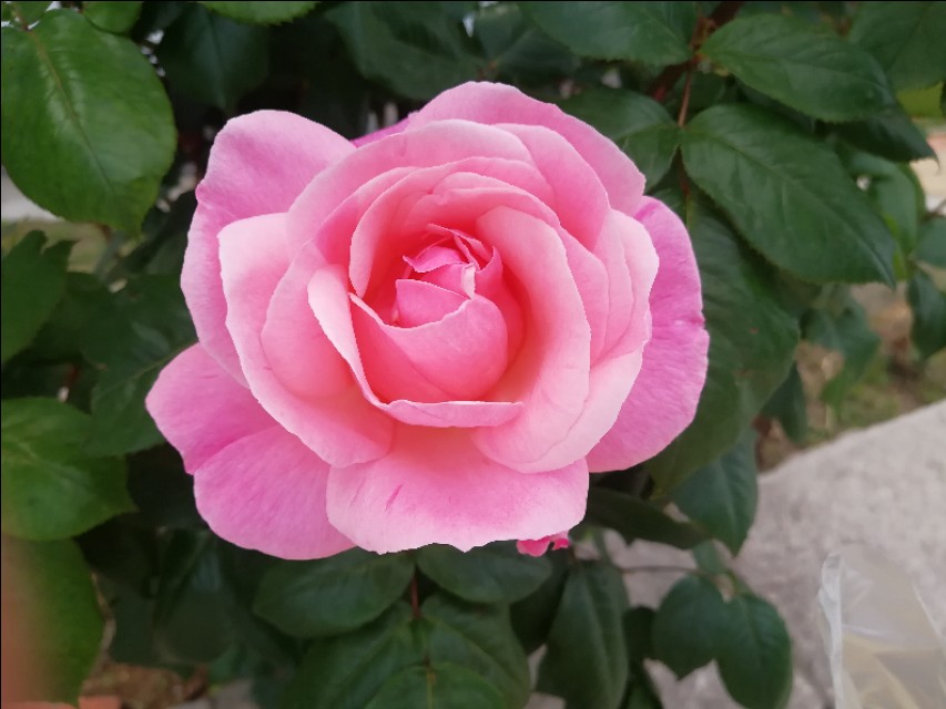 杨贵妃与历史,杨贵妃历史上的爱情故事