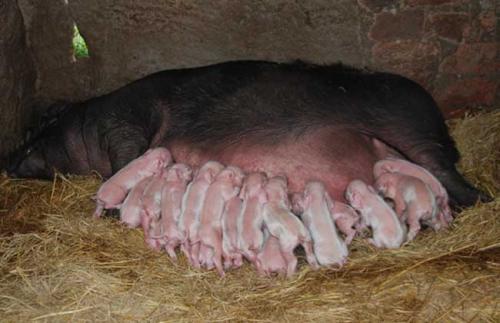 母猪产后发烧用什么药效果最好,母猪产后热如何预防