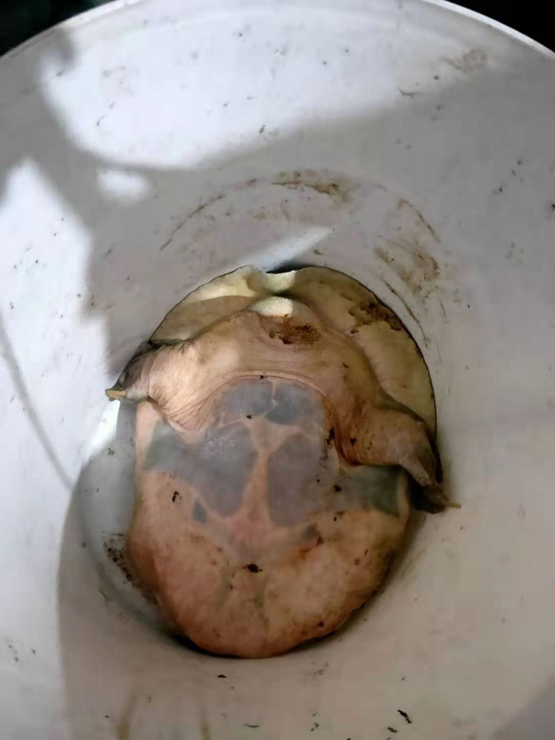 野生甲鱼养了快一年突然下蛋,男子钓到两条鱼回家饲养