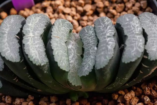 多肉植物好养又容易开花,长相怪异的9种多肉植物