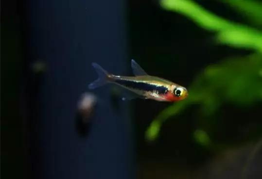 灯鱼草缸造景教程,草缸造景养什么鱼