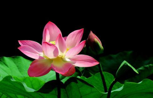 命苦的人只能拼命去干,一个真正命苦的人会有的习惯