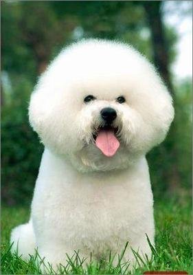 最适合新手养的十大狗狗排行榜,最适合新手养的狗狗十大排行榜