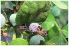 蓝莓枝枯病害图片大全,蓝莓果都有哪些病害