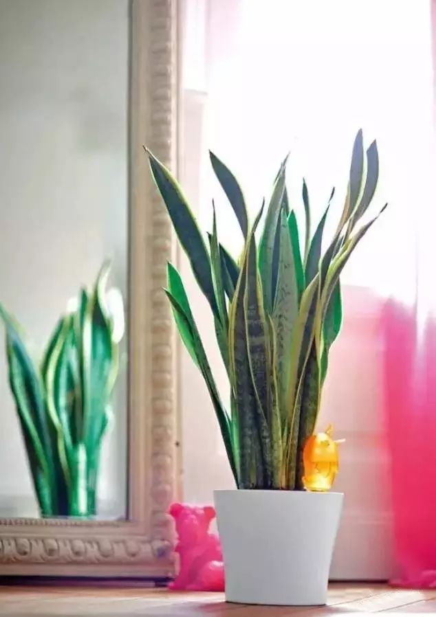 放卧室的观赏植物,适合放房间的植物好看