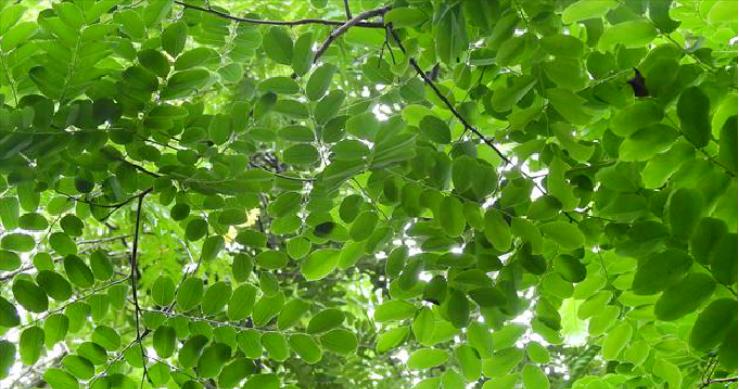 木知识大全图解,红木家具阔叶黄檀图片