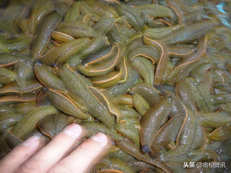 蚂蝗养殖新模式,专业养殖蚂蝗