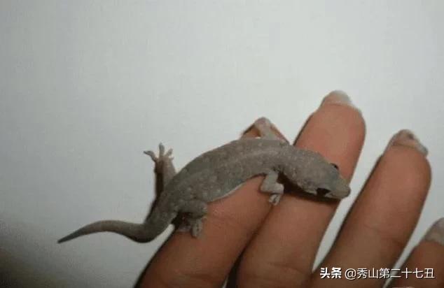 如果被大壁虎咬了会无药可救吗,壁虎有毒吗被壁虎咬了怎么办