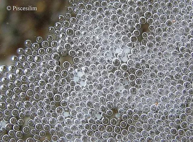 原生资讯｜和平与战争的使者-英贝利斯斗鱼