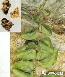 中药药材大全及功效,补肾中药大全及功效