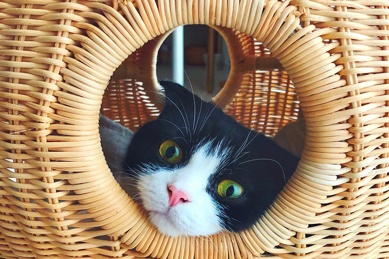 渡边有希美｜「日々猫々」与猫一起生活的日子