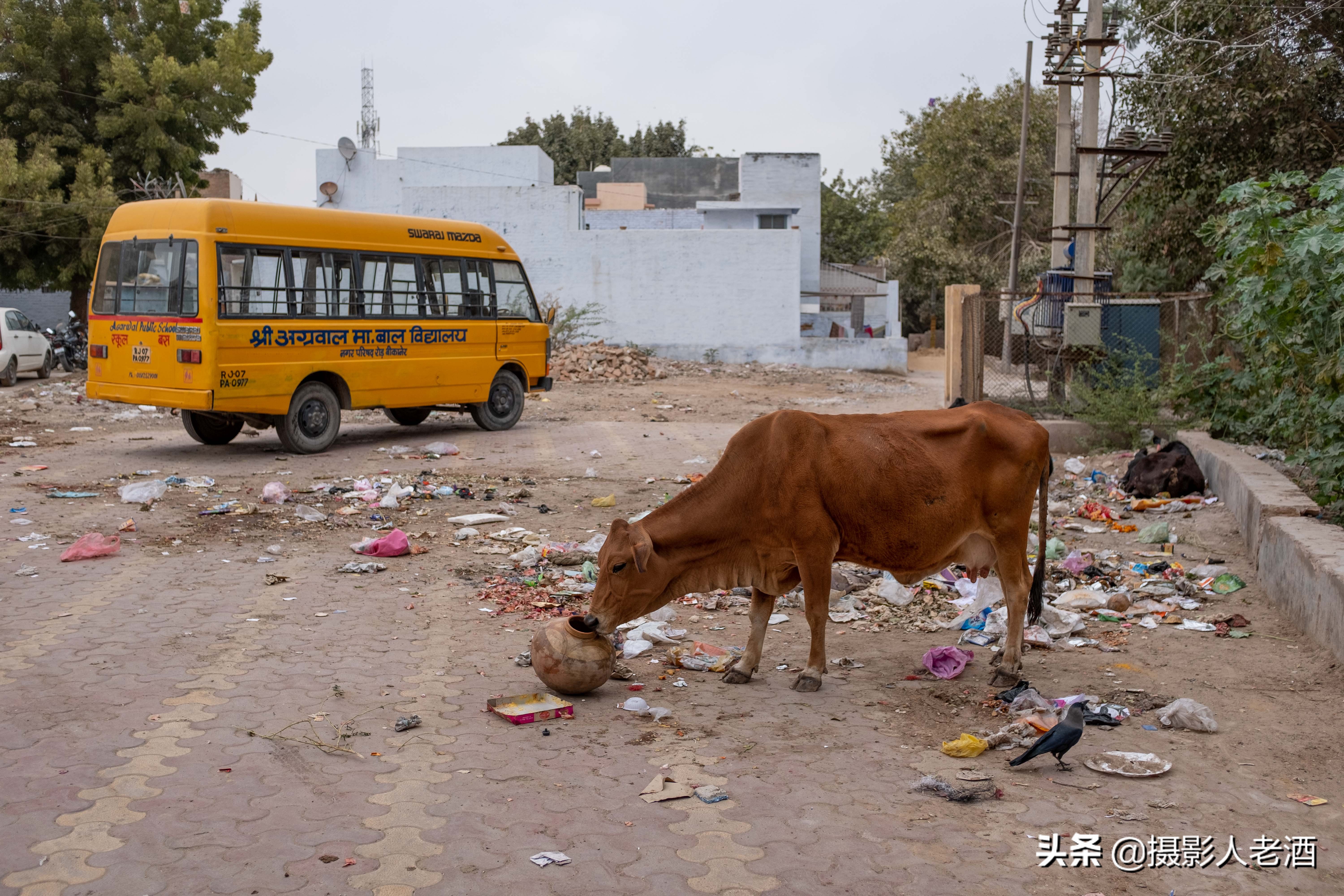 印度的印度教人吃牛肉吗,印度为什么不吃牛肉的地理原因