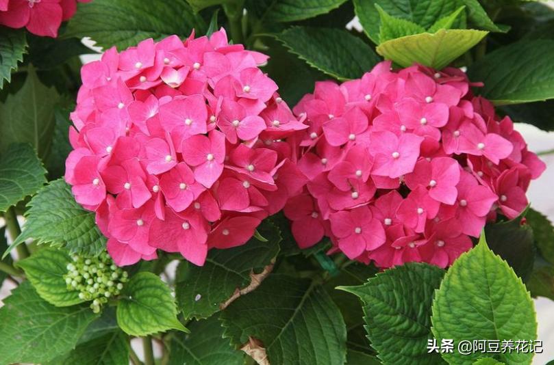 绣球花无尽夏地栽,绣球无尽夏花朵垂头了怎么办