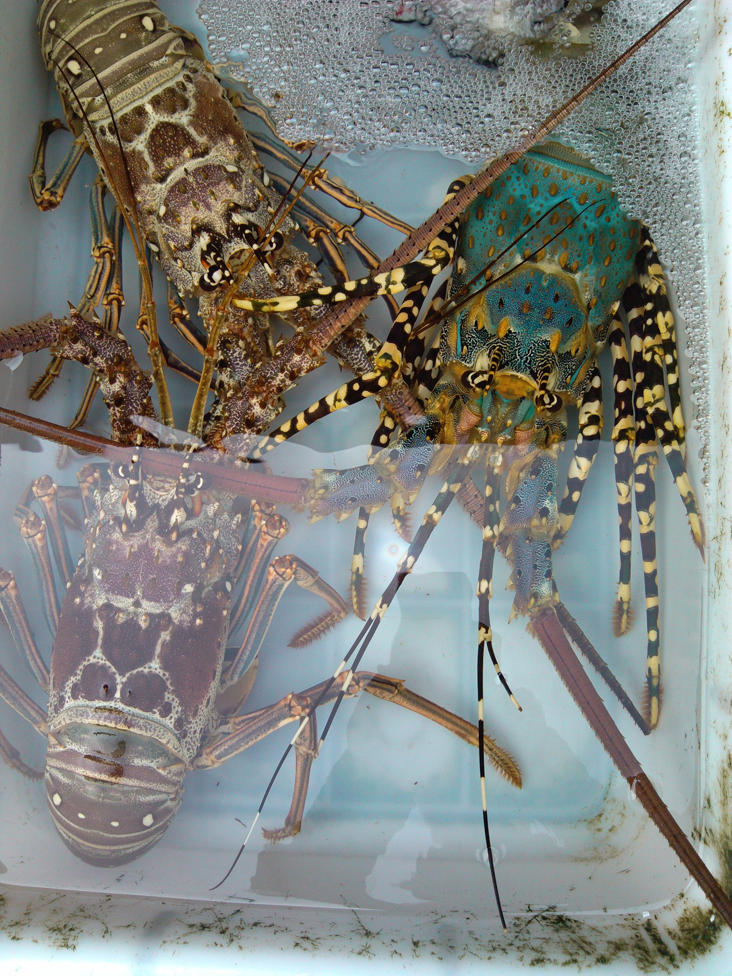 珠海石景山公园攻略,珠海澳门环岛游时间表