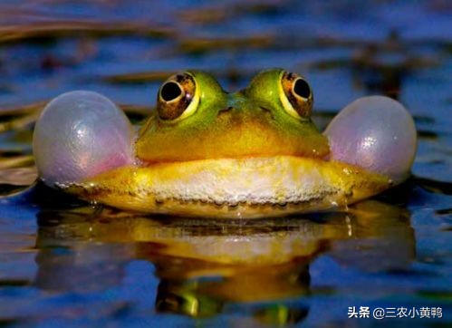 2020年寡妇年什么意思,2023年的寡妇年是啥意思