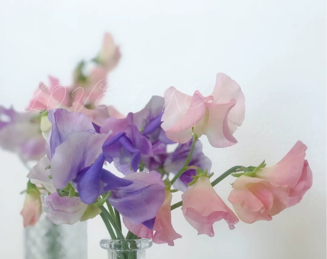 蓝色花花花语,花语是我喜欢你的花