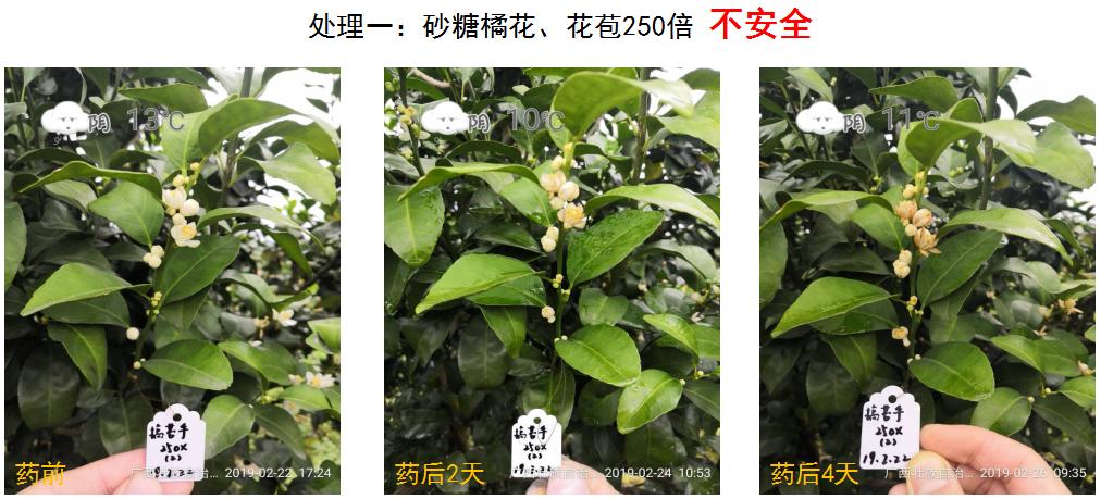 果园青苔怎么养最好,果园清除青苔最好的办法