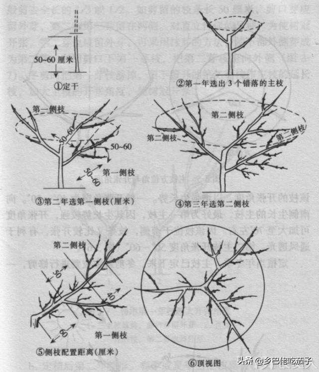 种桃关键在修剪，知道不同年份的怎么剪，让桃园丰产又丰收