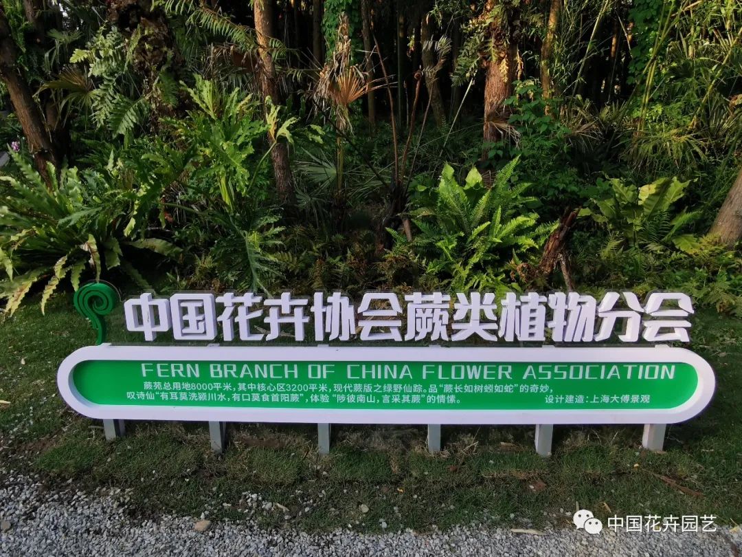 探访花博会的神奇植物,探访第十届花博会的神奇植物