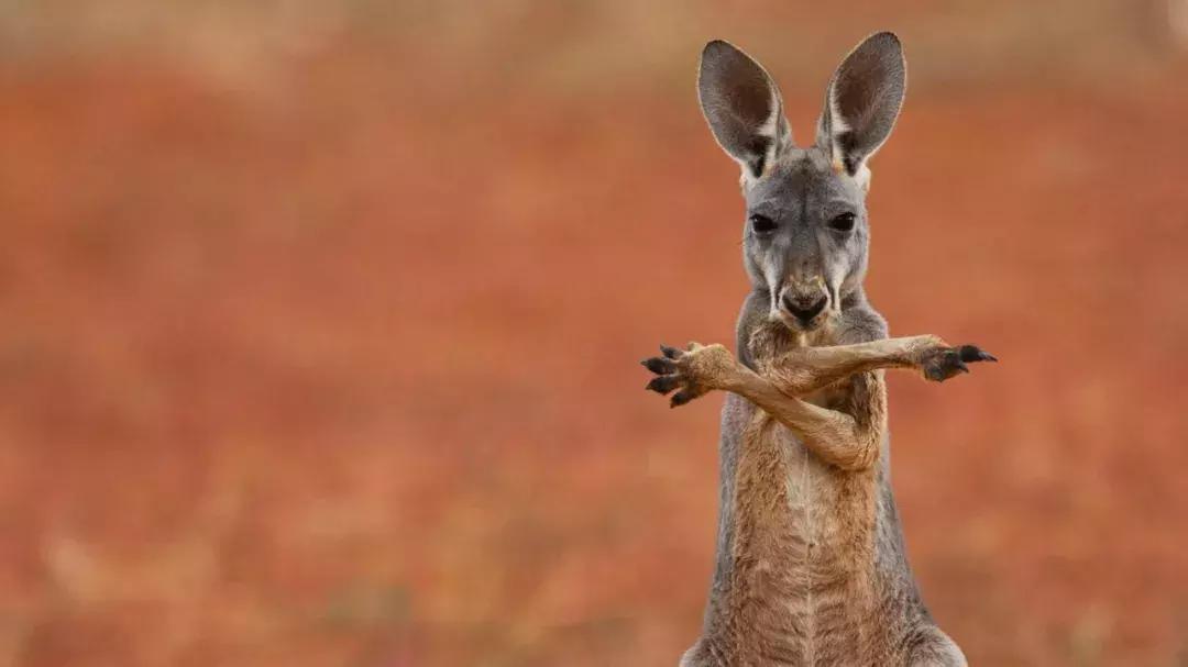 出发西安攻略,悉尼旅游攻略五日游