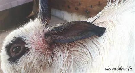 兔兔要死之前的征兆,兔兔突然死亡的原因