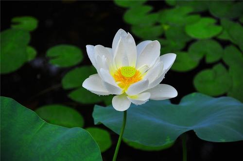 描写荷花的优美诗句大全,描写荷花的诗词名句集锦