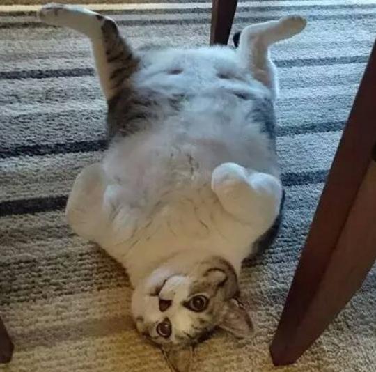 猫咪喂食自助吃太多,猫咪喂食建议用自动吗