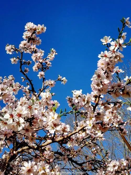 苏州国际学校常熟分校规划图,苏州外国语学校常熟校区