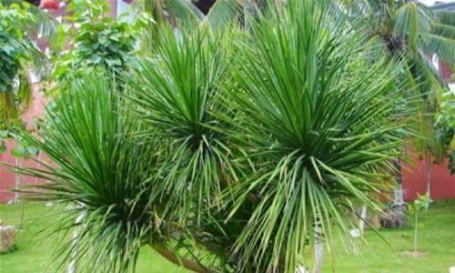 世界上最神奇的树,世界上可以杀死人的10种树木