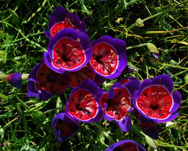 奇花异草大全罕见图文,极其罕见的奇花异草