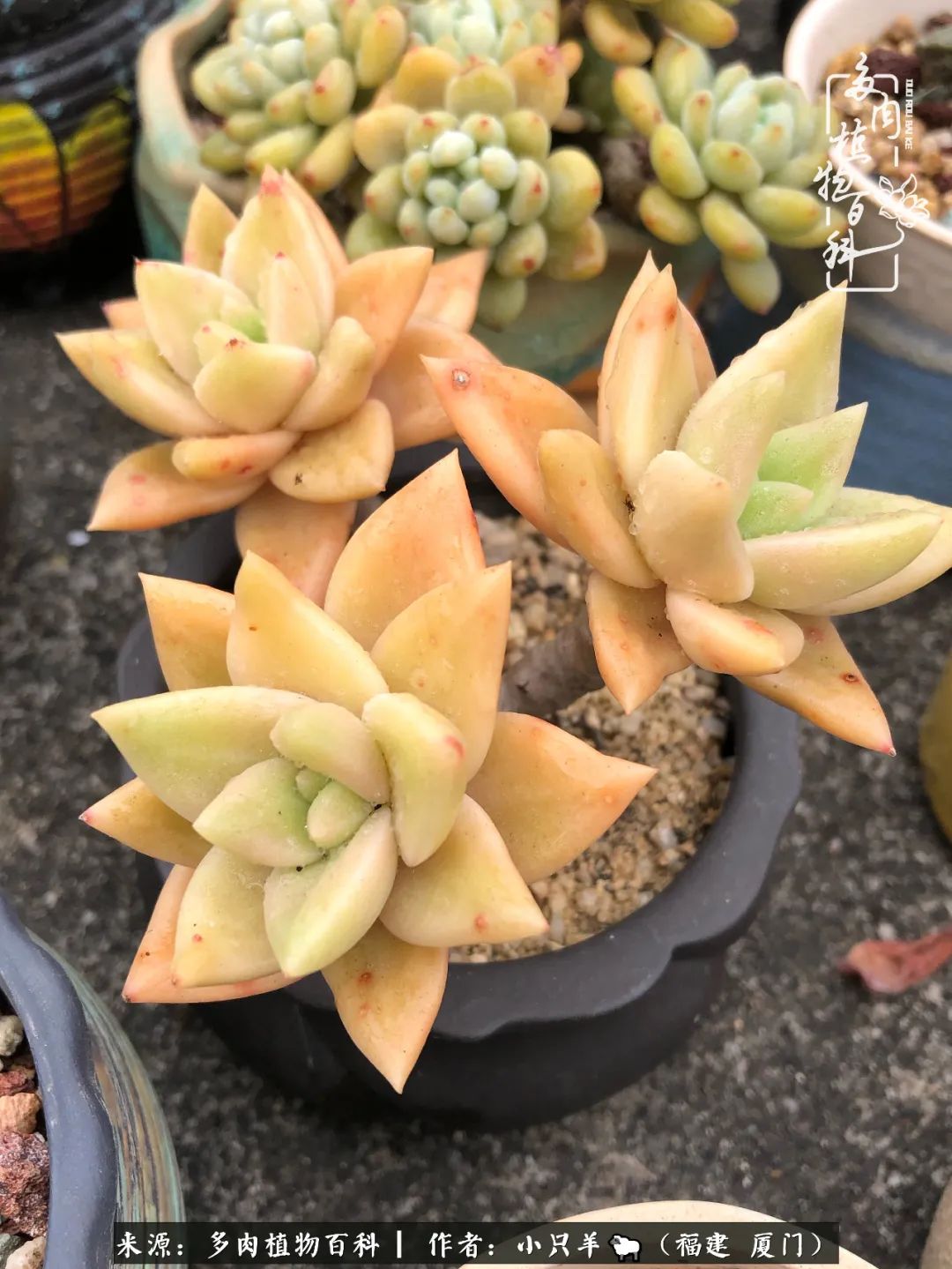 大城小爱:养多肉是个愉快的过程,种下去就有了无尽的期待