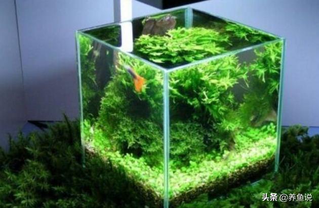 水质辟谣,鱼缸水浑浊要全部换水吗