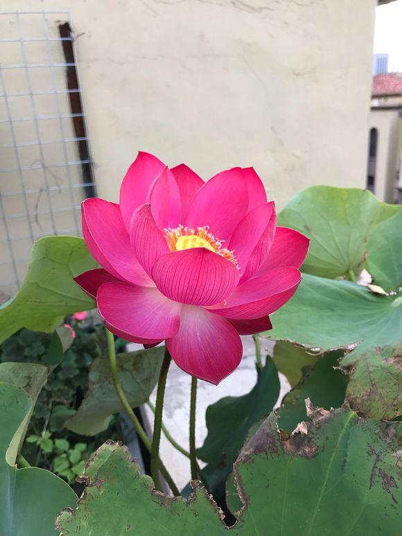 养荷花叶子发黑怎么办,水培碗莲为什么一直长绿叶