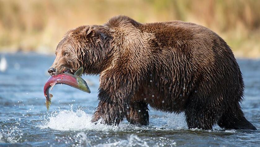 遇到熊如何自救搞笑,遇到熊怎么脱险