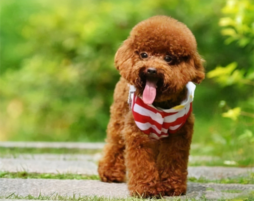 鎴堣禐鐙楃伯鐨勪紭缂虹偣,鎴堣禐