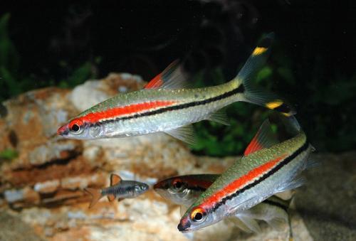 观赏鱼患病，哪种鱼药最好用，为什么老鱼友很少使用过多鱼药？