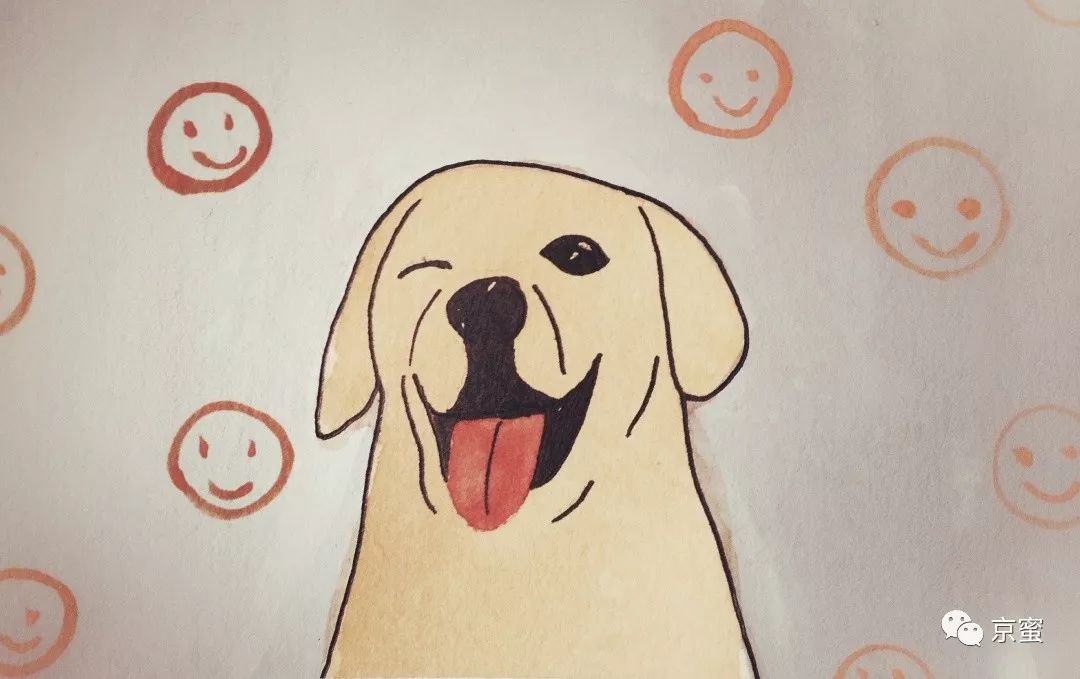 出租屋饲养宠物,出租屋为什么不能养宠物