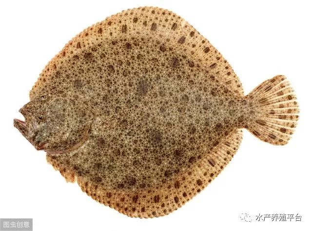 大菱鲆的主要特征,大菱鲆五种常见病图片