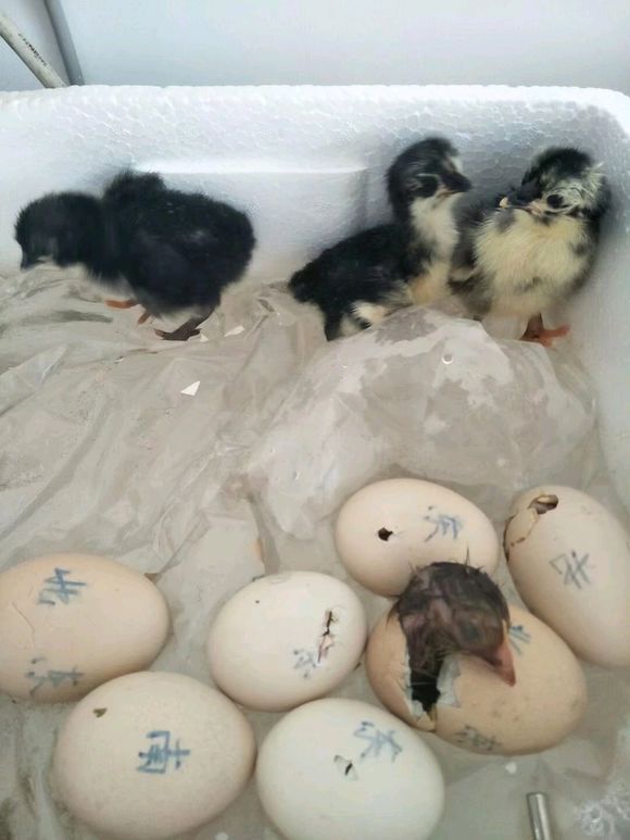 农家自繁自养本地土鸡简介,农村自孵自养纯土鸡