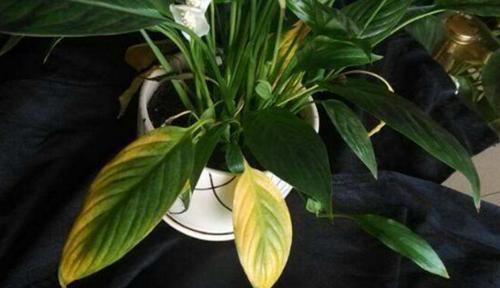 一帆风顺叶尖发黄？掌握5个小技巧，叶片翠绿，花苞蹭蹭窜