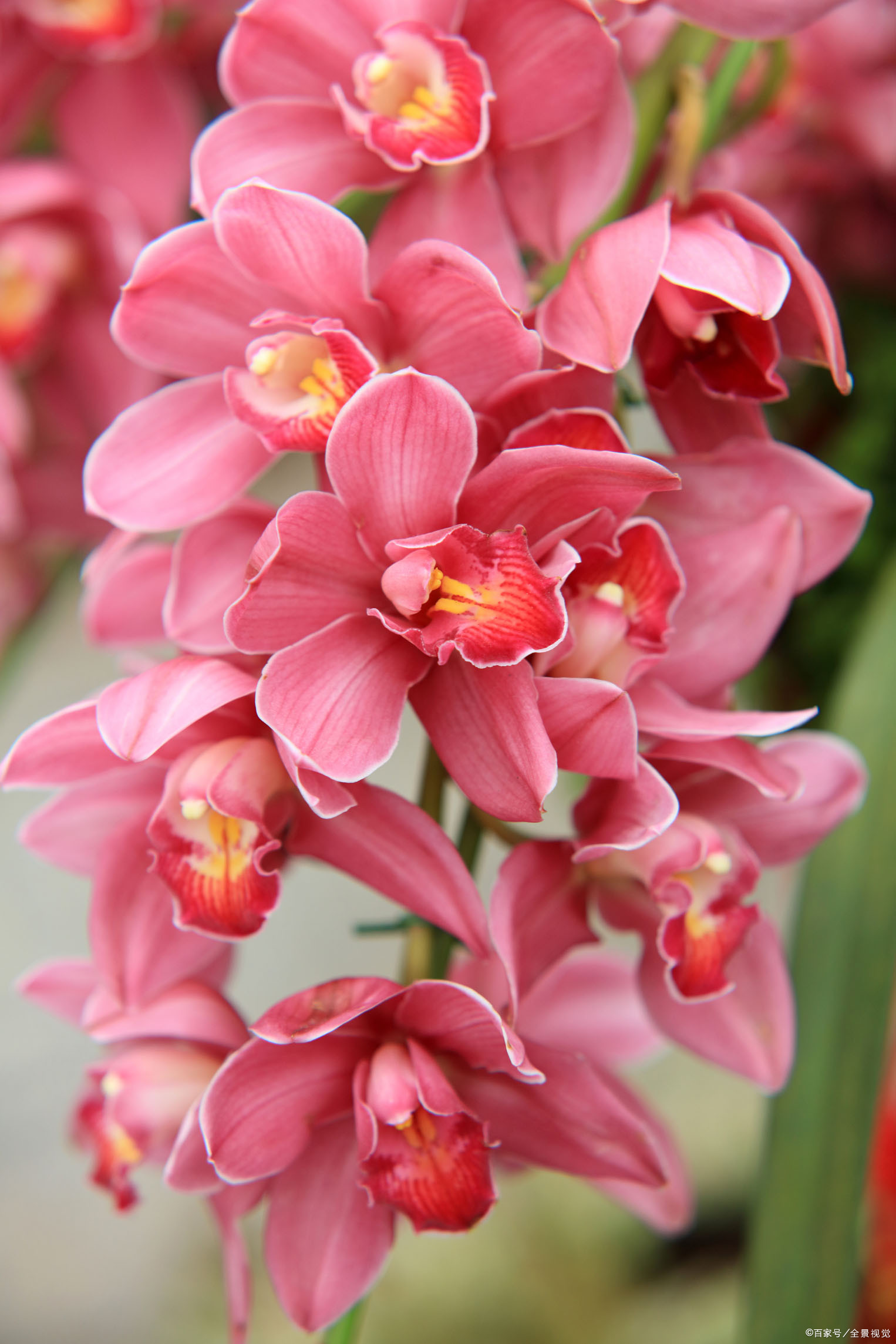 这几种花卉,冬天在家养上几盆,高端大气上档次